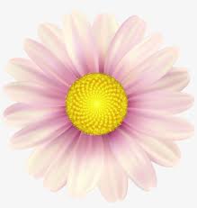 We did not find results for: Pink Daisy Clip Art Image Shasta Daisy Transparent Png 4983x5000 Free Download On Nicepng
