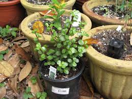 Image result for Portulaca centrali-africana