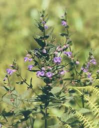 Image result for Scutellaria schweinfurthii