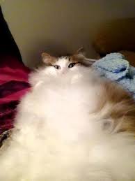 Some of them are fluffy very, very fluffy. 213 Of The Fluffiest Cats In The World Bored Panda