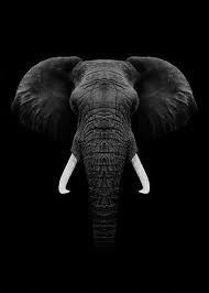 Beautiful Black And White Elephant Pictures Black Elephant Animals Black And White Elephant Photography Elephant Black And White