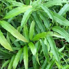 Image result for Stenochlaena