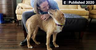 We did not find results for: Cats And Dogs Up For Adoption Are Finding Homes With Quarantined Americans The New York Times