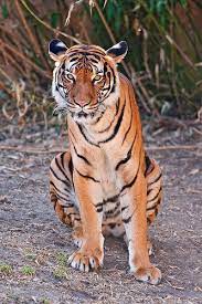Sitting Female Sumatran Tiger Tiger Spirit Animal Sumatran Tiger Zoo Pictures