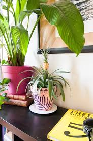 Bird Of Paradise Propagation This Plant Filled Parisian Apartment Is Enviably Bohemian Birds Of Paradise Plant Plants House Plant Care