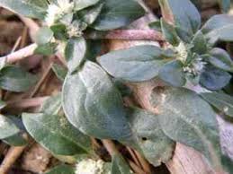 Image result for Alternanthera caracasana