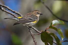 Small Bird With Yellow Stripe On Head Myrtle Warbler Seen In Franklin Hovering At A Suet Feeder For A Winter Snack These Yellow Rumped Warble Wildlife Photography Underexposed Photo Rare Birds