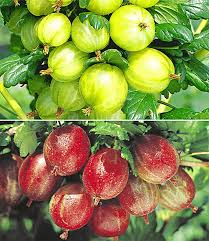 Kiefer obstwelt in ortenberg bietet das ganze sortiment an obstbäumen und frischobst, trockenobst und zubehör. Stachelbeer Straucher Set 1a Pflanzen Baldur Garten