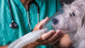 Does your insurance cover urgent care visits? Canyon Pet Hospital