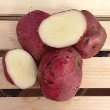 The progenitor variety, 'norland', was released by the north dakota agricultural college in 1957. Red Norland Seed Potatoes Potatoes Seed Potatoes Seeds How To Store Potatoes