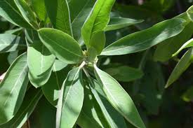 Image result for Clutia