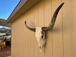 Longhorn Steer Skull With 3 Feet 11 Inch Wide Unpolished Horns Cow Bull  Head Authentic Western Decoration