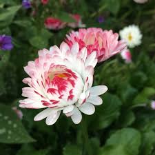 Bellis perennis is the perennial herbaceous plant that possess small and rounded rosettes and short creeping rhizomes. Bellis Perennis Goliath Mixed Daisy Goliath Mixed In Gardentags Plant Encyclopedia