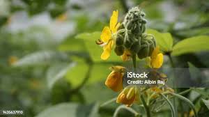 Image result for Senna hirsuta