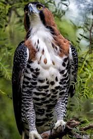  28 Ide Burung Rajawali Burung Rajawali Burung Elang