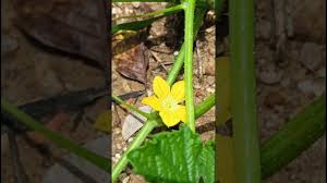 Image result for Cucumis humifructus