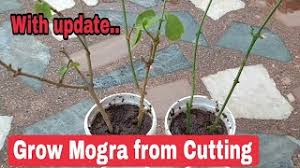 Start by taking a cutting from a plant when there are no flowers on it. How To Grow Mogra Plant From Cutting Herunterladen