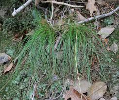 Image result for Avenella flexuosa