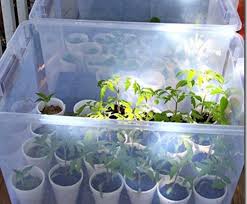 Cette Maman A Passe 2 Tiges De Bois Dans Un Bac De Plastique J Aurais Aime Connaitre Ce Truc Avant Potager Interieur Mini Serre De Jardin Jardin Paysager