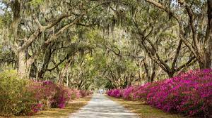Any season summer autumn winter spring. You Ve Got To See These Photos Of Azaleas At Bonaventure Cemetery Visit Savannah