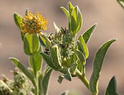 Image result for Cephalocroton mollis