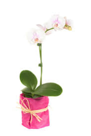 orchids are perfect gifts for hospital