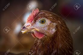 Digital print from original artwork. Sicilian Buttercup Huhn Portrat Bauernhof Henne Hintergrund Lizenzfreie Fotos Bilder Und Stock Fotografie Image 61271555