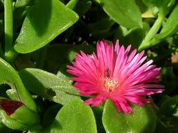 Image result for Aizoaceae