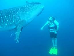 Scuba Dive El Morro Puerto Vallarta Yachts5