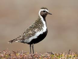 European Golden Plover Ebird Golden Plover Plover Beautiful Butterflies