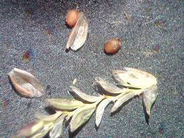 Image result for Eragrostis gangetica