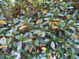 If the leaves of your hibiscus turn yellow, it's a signal that it needs something. Coming Out Of The Winter And Into The Spring
