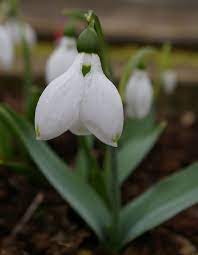 Galanthus Pat Mason Snowdrop Tuinieren Tuin Bloemen