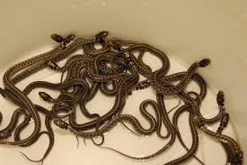 Werler, james ray dixon and james r. Thamnophis Marcianus Marcianus Steven Bol Garter Snakes