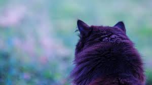 oboi cat vid szadi 1920x1200 hd izobrazhenie