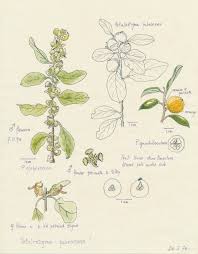 Image result for Grewia pubescens