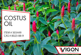 Image result for Costus