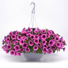 Alibaba.com offers 1,867 petunia seeds products. Easy Wave Rose Fusion Spreading Petunia