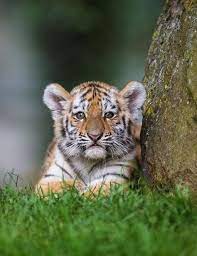 Prosmotr Soobsheniya Inbox Mail Animals Baby Animals Animals Wild