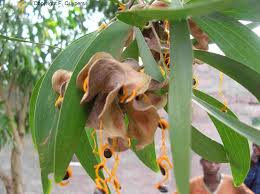 Image result for Coleotrype laurentii