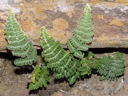 Image result for Asplenium cordatum