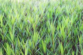 Image result for Pogonatherum paniceum