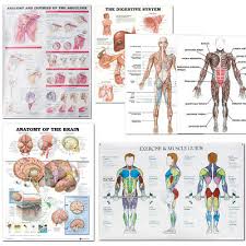 More often they work in groups to produce precise movements. Ml24 Vintage 1800 S Medical Human Full Body Muscles Anatomy Poster A2 A3 A4 Home Garden Home Decor