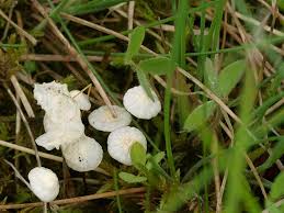 Entoloma De Rotlinge Wiesenpilze Und Andere Schwammerln
