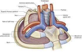 The lungs are the essential organs of respiration; Thorax Clinical Gate
