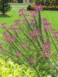 Violet Queen Spiderflower Cleome Hassleriana Violet Queen At Ron Paul Garden Centre Plants Garden Center Plant Finder