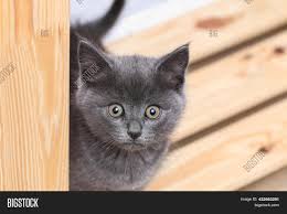 Cat eyes, which are generally appealing, seem to display an extra sparkle when their appearance is blue. Small Gray Kitten Image Photo Free Trial Bigstock