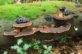 Image result for Ischnoderma resinosum