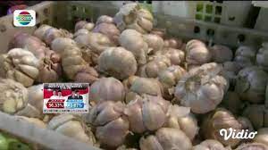 Cara tanam bawang putih yang simpel serta masa tanam bawang putih yang singkat, membuat praktik ini sangat masuk akal jika dilakukan. Berita Harga Bawang Putih Hari Ini Kabar Terbaru Terkini Liputan6 Com Page 2