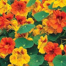 Nasturtium Seeds Tom Thumb Mix Flower Seeds In Packets Bulk Eden Brothers Nasturtium Nasturtium Flower Nasturtium Seeds